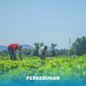 perkebunan